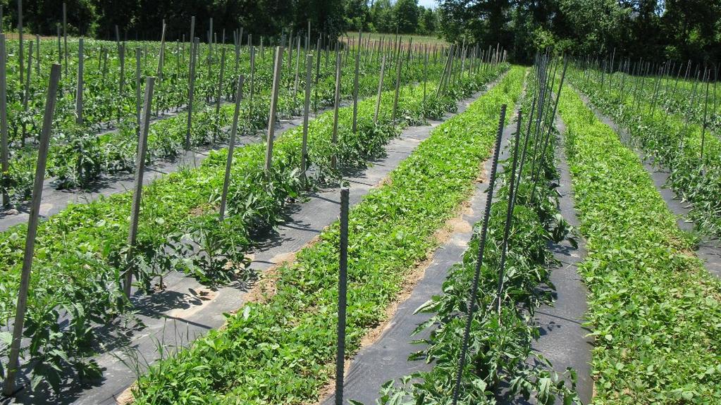 Silver, reflective mulch for thrips control on onions (you can also use landscape cloth between) They had just finished staking their tomatoes and, for the first time used rebar to stake half the