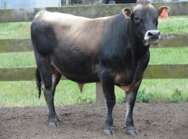 Imported Young Bulls DAPH has imported 10 Jersey and 4 Friesian