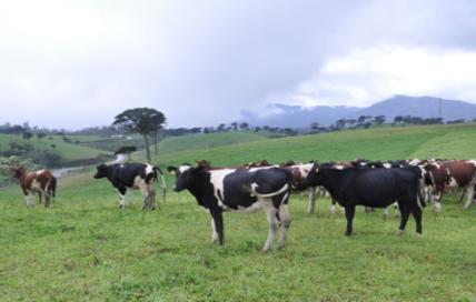 the age at first calving below 30 months of their age.