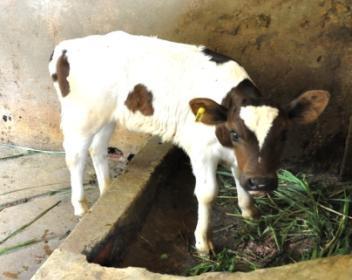 Bull Calves born to Bull