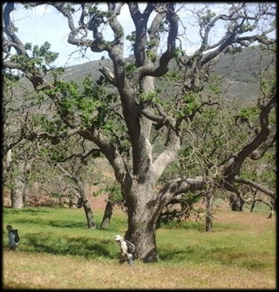 a single tree near Bear Valley (County) with
