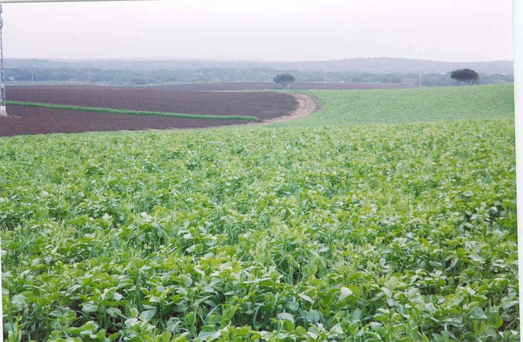 Legume and cereal mixes take advantage of the N fixing