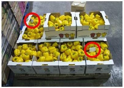 sample, the entire load may be accepted meaning that four pallets of poor quality produce will be delivered to stores or customers.