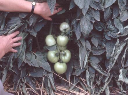 Right Rate Drip-irrigated Tomato Yield Response to N Tomato response to N, Live Oak, S2004