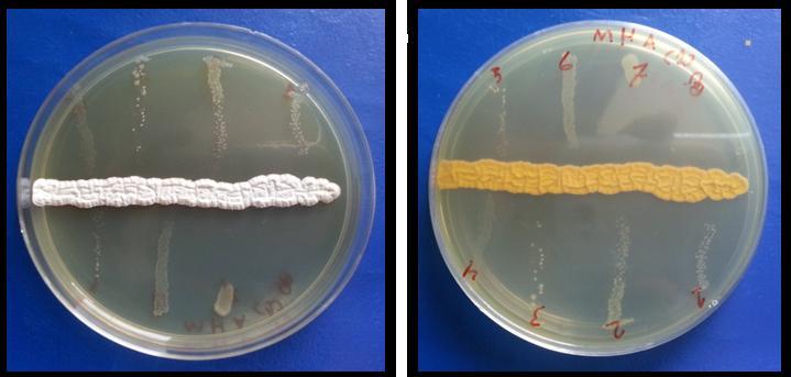 Figure: 1. Antibacterial activity ofs.k-5againstpathogenic gram positive and negative bacteria Figure: 2.