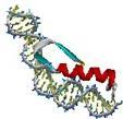 binding to mirror image D-protein Synthesis of