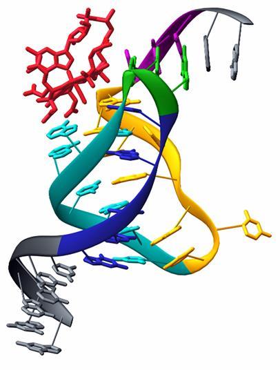 Aptamer Structure Unique tertiary structures allow aptamers to fold into stable scaffolds for carrying out molecular