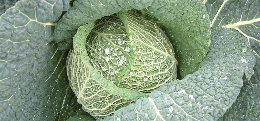 Brassica Crops Crop Stage Product Total S