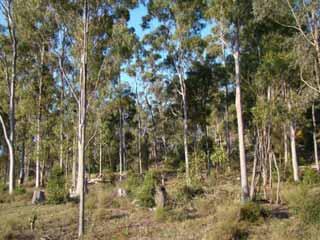 Photo 3: Selective harvesting under native forest practice on freehold land, leaving multilayered stands Unexplained clearing in woody remnant vegetation The nature of some clearing makes it