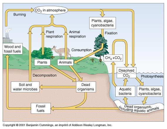 Describing the flow of matter through: the carbon & nitrogen cycles. Directions: Answer the questions below. 1. Why is carbon especially important to living systems? 2.