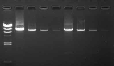 < Fast PCR with high sensitivity and performance > Comparison of detection sensitivity between SpeedSTAR polymerase and TaKaRa Ex Taq HS with varying amplification product sizes: SpeedSTAR HS 1 2 3 4