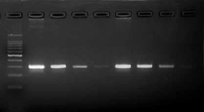 1 ng/50 μl PCR Thermal cycling conditions 55 30 sec 72 30 sec Total reaction time: approx. 67 min SpeedSTAR HS (with Fast Buffer I) 55 10 sec 72 5 sec Total reaction time: approx.