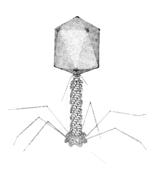 Overview: Bacteriophage T4 was likely isolated by Demerec and Fano (1945) from a phage mixture provided by Dr Tony L Rakieten,(1) The Long Island College of Medicine.