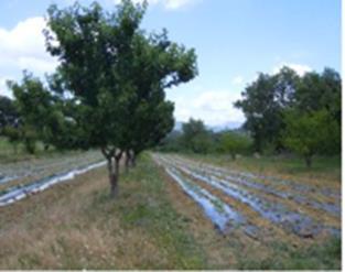 4.4 Intra-plot market-gardening agroforestry in South-East France The biodiversity associated with combining perennial and annual crop production can enhance pest and disease regulation in vegetable