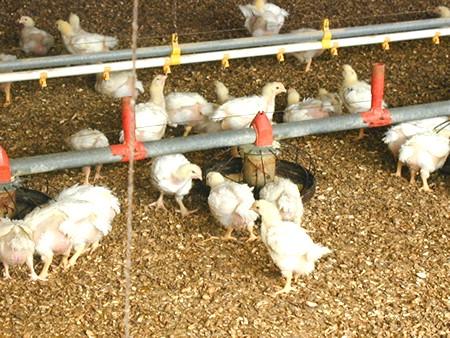 Free range breeding: Use 20g / 100m2 Plocher poultry manure treatment sprayed onto the free-range area, 1 to 3