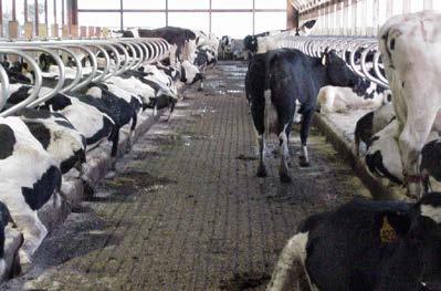 Stocking density and bunk space Dry cows and just fresh cows must not be overcrowded!