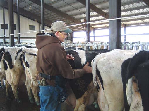 Urine ph in close-up dry cows Used to monitor the