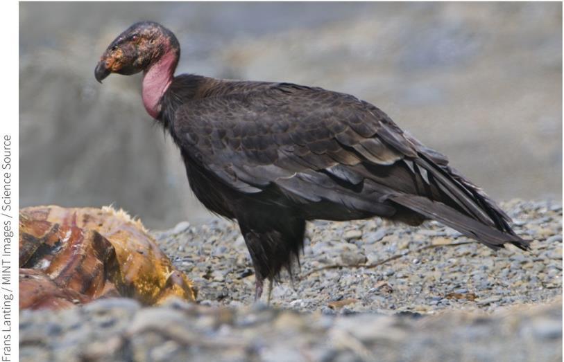 California Condor Scavenger bird Requires large, undisturbed territory 1983 - only 22 birds 1987