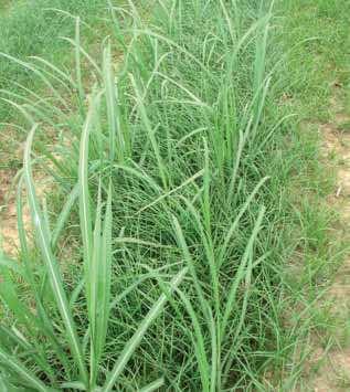 Weed management 120% 100% 80% 60% 40% 20% 0% Cane Yield Reduction Nut Grass Control 4 8 12 None
