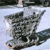 Distribution of zebra mussels in