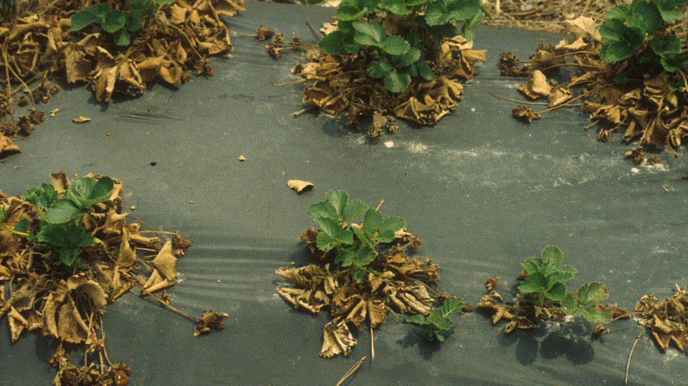Infested areas consist of spots that vary in size and shape, but the boundary between diseased and healthy plants usually is fairly well defined.