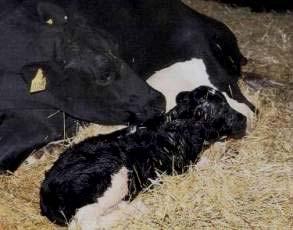 Fat and Lactose Provide Energy Calves are born with low energy reserves Fat and lactose are important as immediate
