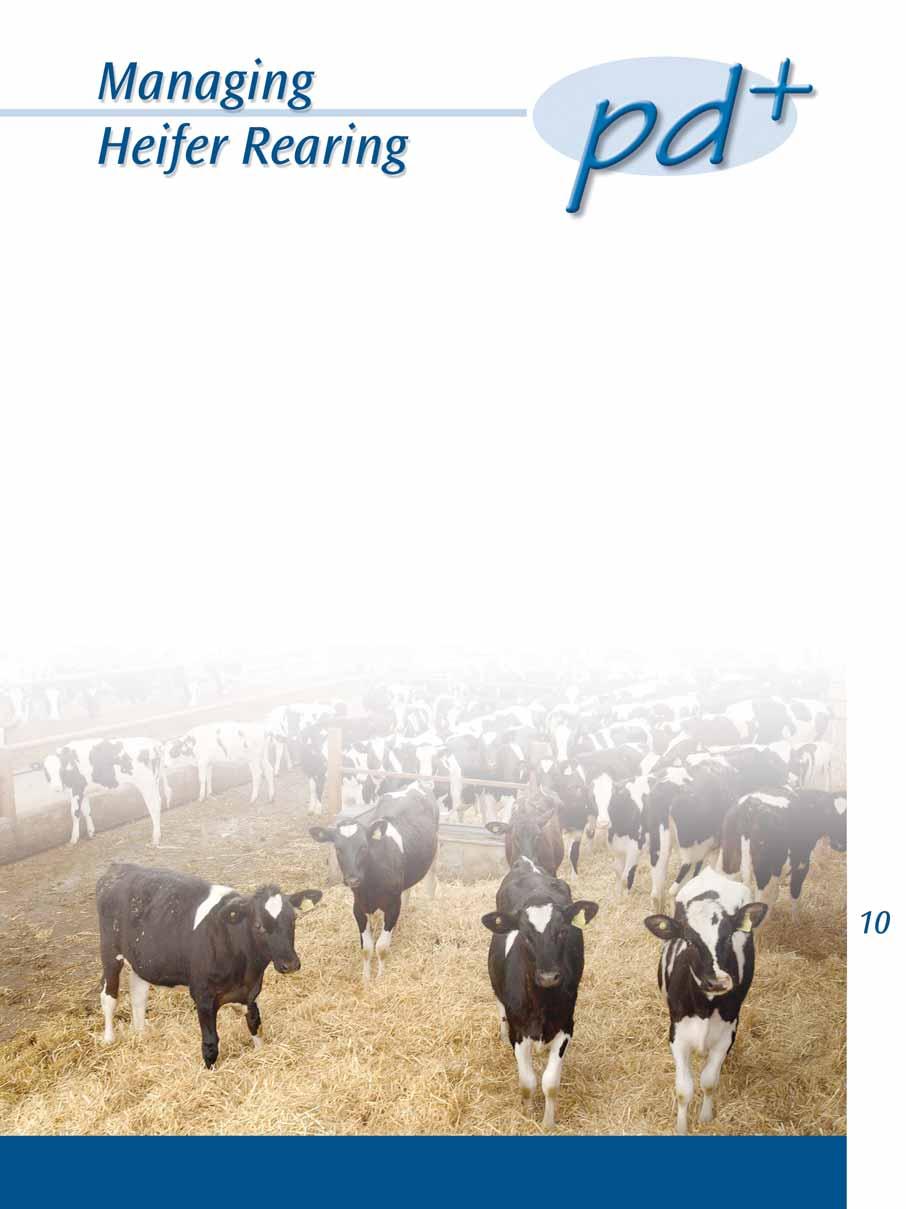 Setting appropriate rearing targets for two-year calving Monitoring growth rates and body condition Managing the first service and herd entry.