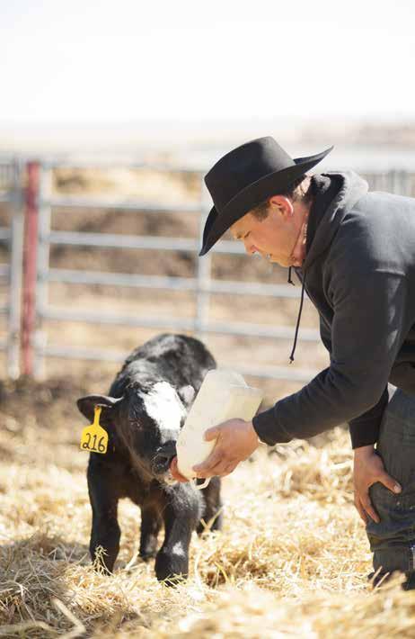 The first six hours The most important thing in a newborn calf s life is colostrum.