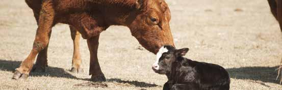 HEALTH Scours: prevention first, treatment second Scours is among the leading causes of calf death in the early days after birth. Treatment is possible, but prevention is better. Prevention 1.