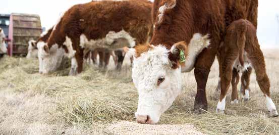 NUTRITION Chelated minerals and calf health The bottom line with chelates is they can, in very specific circumstances, improve cow and/or calf health and productivity. What are those circumstances?