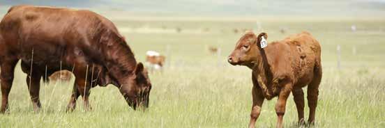 FORAGE Now s the time to think about a grazing plan A good grazing plan is as much about keeping your pasture resources well managed as it is about providing good nutrition for your cows.