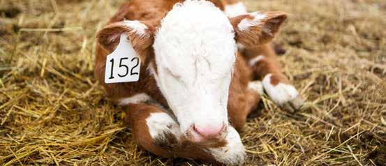 EQUIPMENT Calving requirements checklist Calving is a hectic time, so make sure you have all the necessary tools and equipment already on-hand before things kick-off it just makes sense.