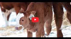 LEARN AND WIN ON UFA.com UFA presents three different topics in our Spring Calving video series this winter. See release dates below as well as details on how you can win some valuable prizes.
