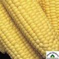 forest waste corn stover lignocellulose Biofuel Production Alternatives
