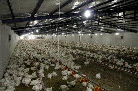 Iranian Poultry Industry update Iran produces 2 million tonnes of poultry meat/year 2015 2012 1.