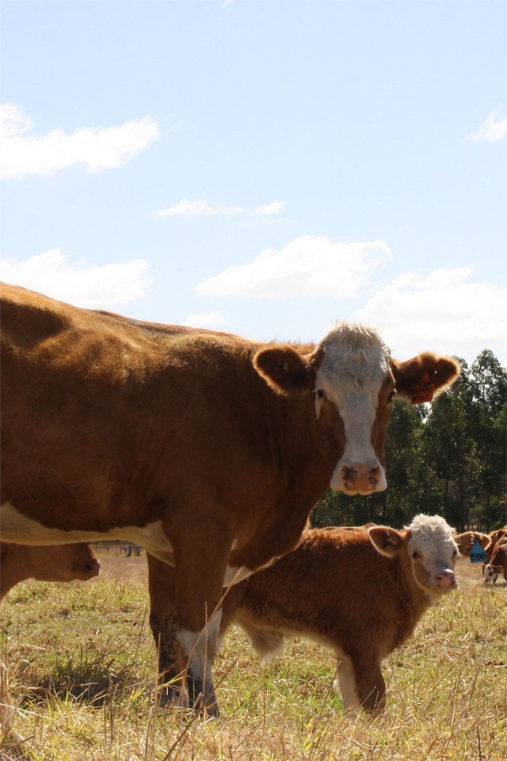 Cattle genetics Key actions Set the breeding objectives for your enterprise.
