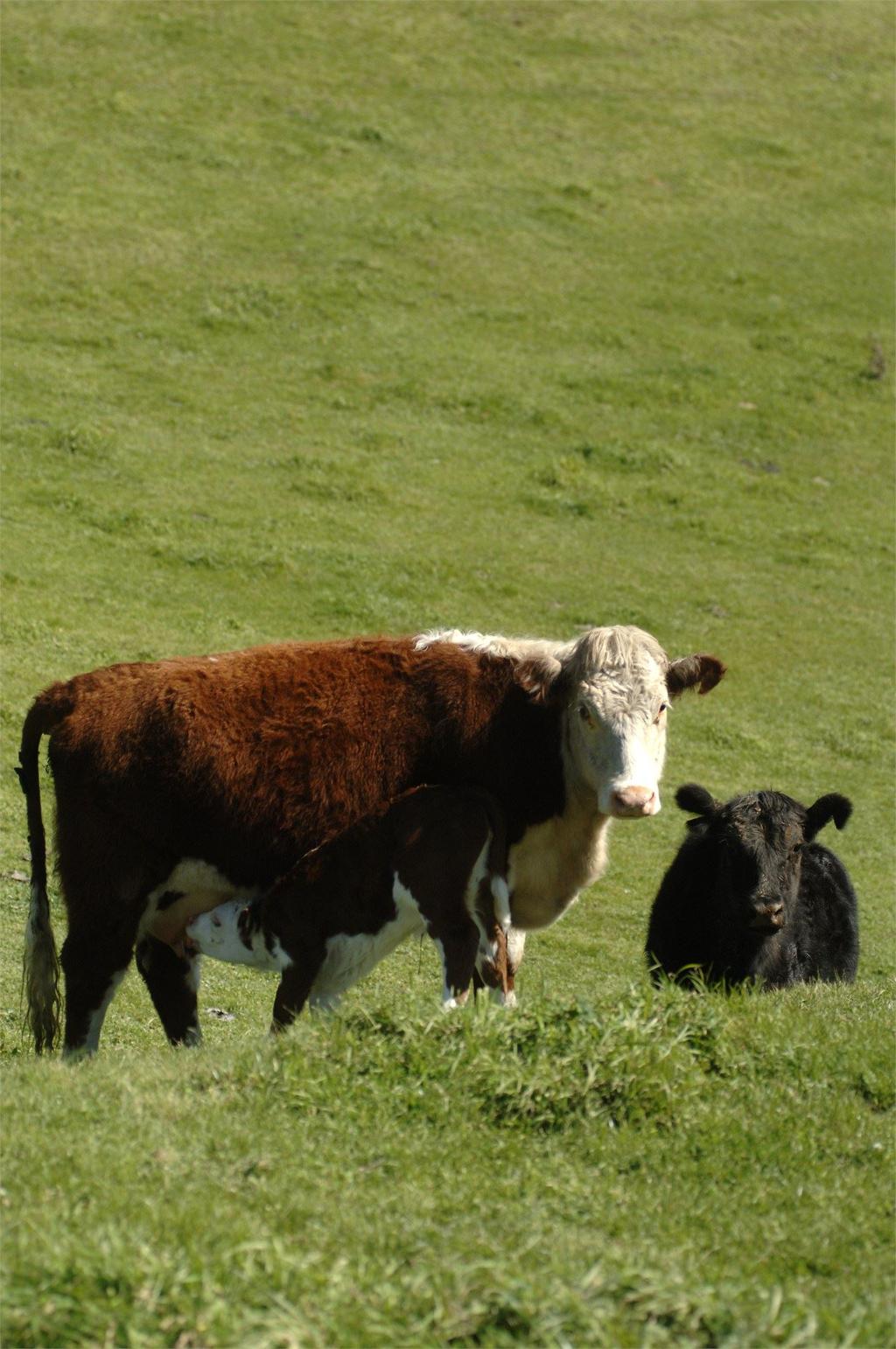 Traits that are economically important and are heritable should be included in the breeding objective of beef herds.