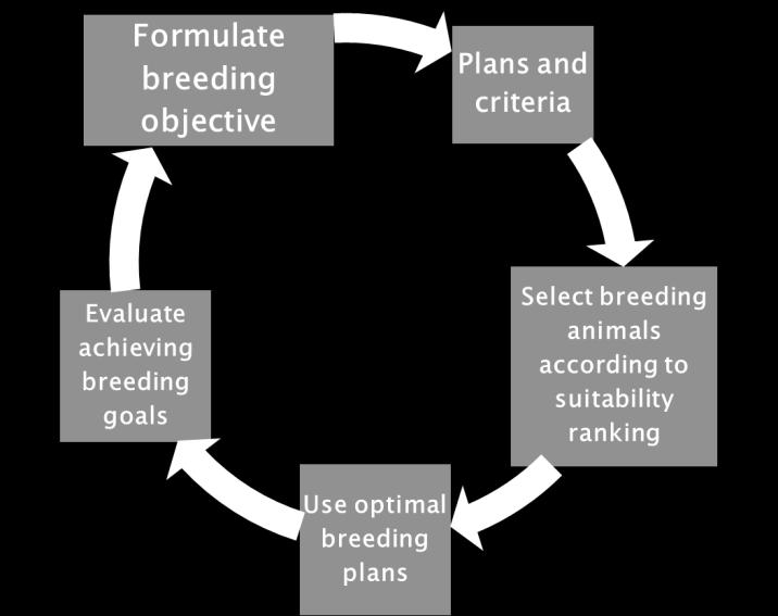 Start where it matters Successful breeding programs start with objectives and criteria. Sometimes the criteria will be linked to biological efficiency that ultimately underpins financial efficiency.
