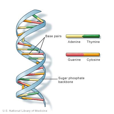 Background information: DNA, or deoxyribonucleic acid, is the hereditary material in humans and almost all other organisms, including plants, fungi, animals, and bacteria.