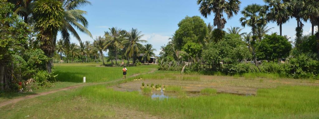 Agricultural Livelihoods Neak Sre- Rice