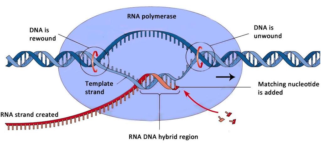 The process of copying the sequence of one strand of DNA (the template