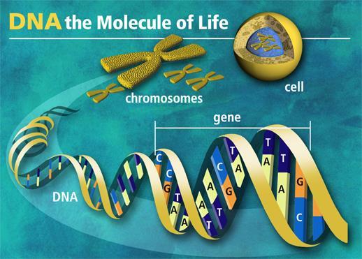 DNA in EUKARYOTES is packaged into chromosomes Humans have approximately 3 billion base pairs (1 m long) 60,000 to 100,000 genes If the diameter of the DNA (2 nanometers) was as wide as a fishing