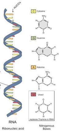 RNA- the Other Nucleic Acid Also made of NUCLEOTIDES Sugar is RIBOSE