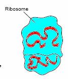 Combines with proteins to form ribosomes