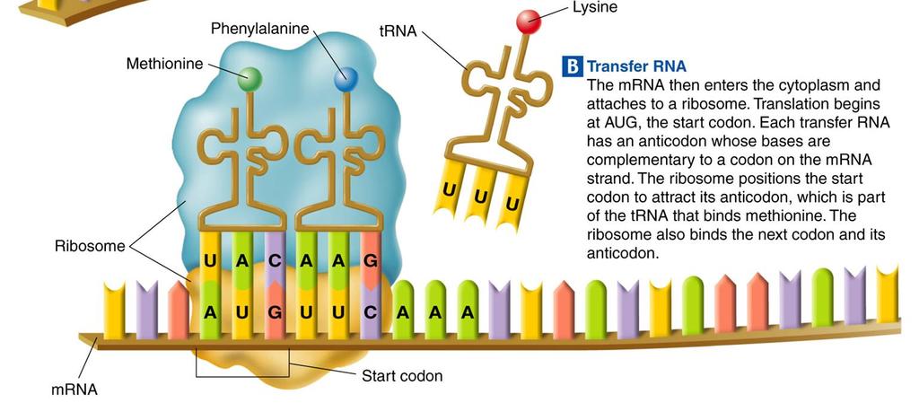 Translation The ribosome binds new trna