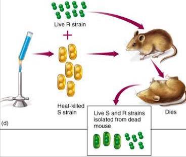 BUT... If he mixed heat-killed LETHAL bacteria with live harmless bacteria... mice DIED!