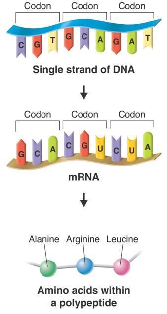 Genes and Proteins DNA Codon Codon Codon mrna Single strand of DNA Codon Codon Codon Protein This diagram illustrates how information for specifying the traits of an organism is carried in DNA.