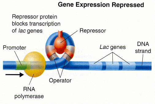 Gene Regulation: lac