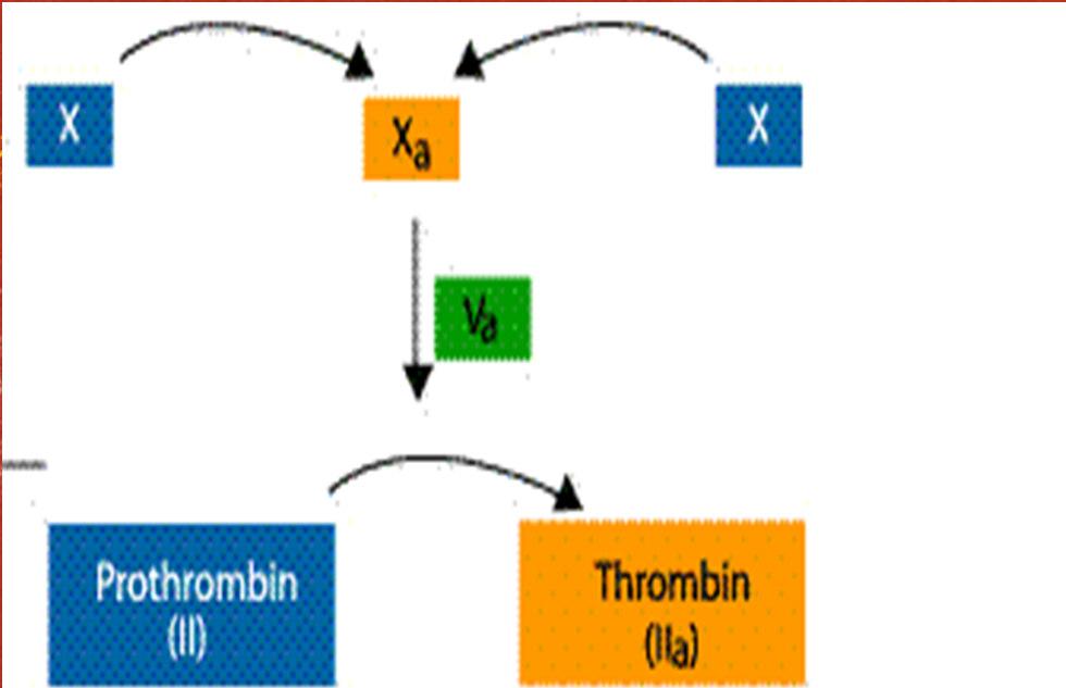 Common Pathway End result is the production of thrombin (from prothrombin) for the conversion of fibrinogen (FI) to fibrin Exposure of fibrinogen to thrombin results in rapid proteolysis of