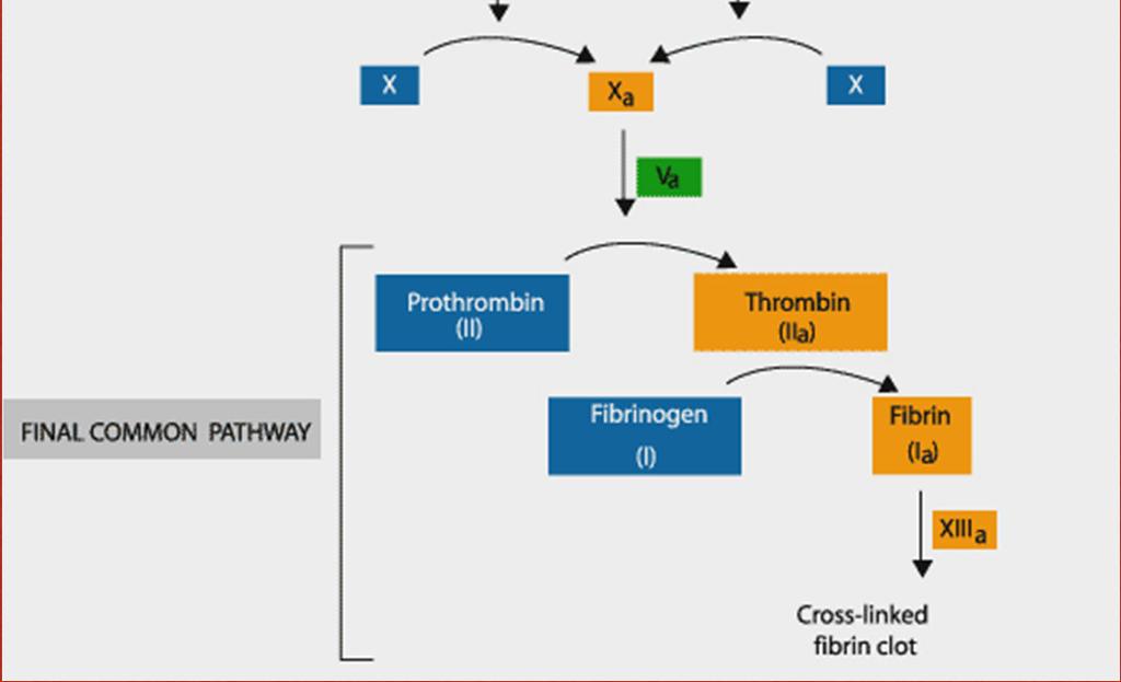 secs) Extrinsic Pathway - Prothrombin Time
